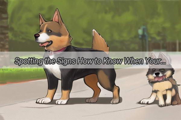 Spotting the Signs How to Know When Your Pup Isnt Themselves